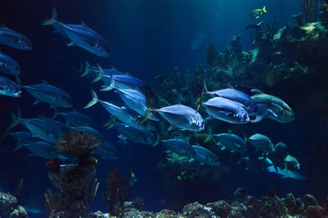 deep blue aquatic fish.